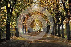 Tree Lined Street in Autumn