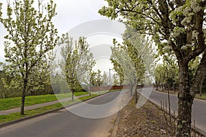 Tree Lined Street in Residential Area spring season