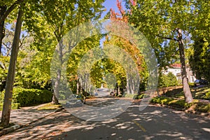 Tree-lined street in a residential neighborhood on a sunny autumn day