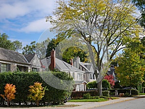 Tree lined suburban street