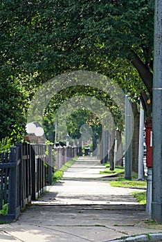 Tree lined suburbia