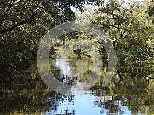 Tree Lined swamp bayou in Jean Lafitte National Park