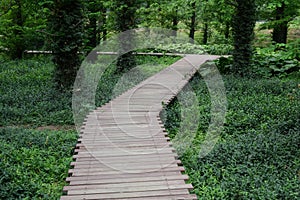 Tree-lined trail