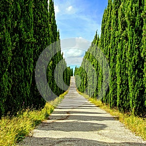 Tree lined Tuscan lane