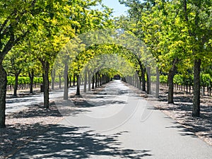Tree-lined vineyard lane