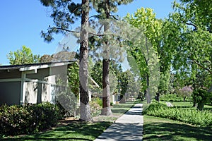 Tree lined walkway in Laguna Woods, Caliornia