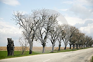 Tree lines