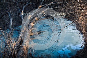 A tree lit by the rays of a sunset leans over a frozen stream of the river.