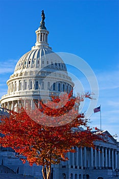 Tree lit by the sun with autumn foliage on the Capitol Hill grounds.