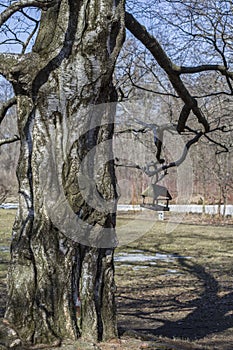 A tree lit by the sun and a bird feeder weighing on dark branches against