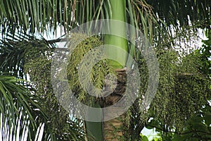 A tree in litoral of ubatuba, in start of sao paulo photo