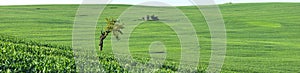 Tree and little farm house in green fields