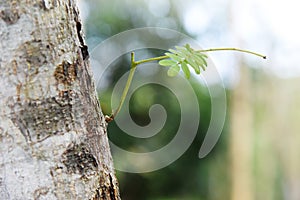 SMALL LEAVES OF TREE