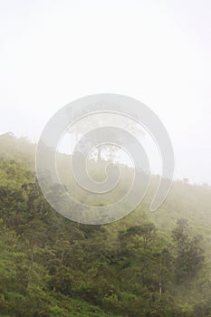 a tree that lives on a mountain cliff