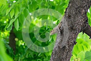 A tree lizard lurk to wait for prey