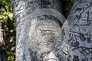 Tree with Lizards in Santa Catarina Park Funchal Madeira