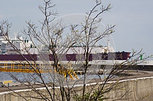 TREE AND LNG TANKER IN THE BACKGROUND