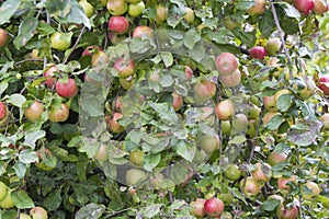 Tree loaded with apples