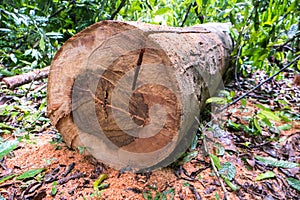 Tree log