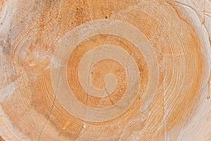 Tree Log Cross Section