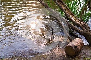 Tree with log near the forest river. background, nature.