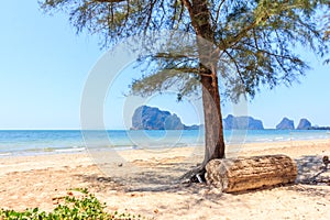 Tree and log on Rajamangala beach