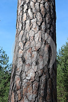 Tree log texture set against the blue sky and the green forest