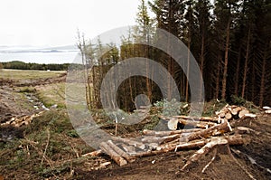 Tree logging