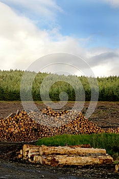 Tree Logging Lumber