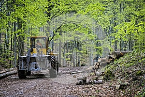 Ťažba stromov v pohorí Poľana, Slovensko