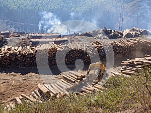 Tree logging in rural Swaziland with heavy machinery, stacked timber and forest in background, Africa