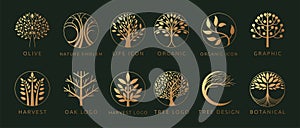 Tree logo icon. Golden plant elements in circle. Emblem, badge or logotype modern design. Life oak leaf. Nature leaves