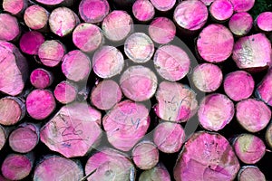 Tree logs pink