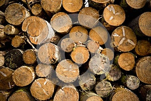 Tree Logs Stacked