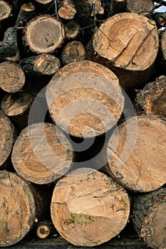 Tree logs stacked for recycling. Deforestation