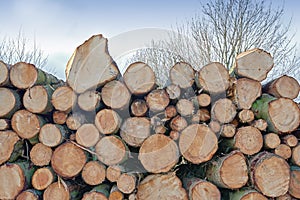 Tree logs stacked up ready to be turned into useable wood. Pile of cut tree stumps in the countryside. Chopped firewood