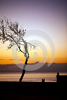 Tree and a Lonely Man near the Seaside