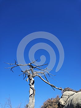 A tree, lonely world, purify the sky