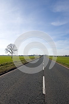 Tree and long road