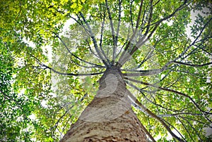 Tree looking up view