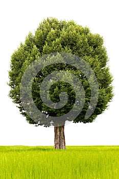 The tree looks beautiful, isolated on a white background