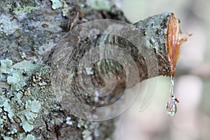 tree loses drop of sap to insect