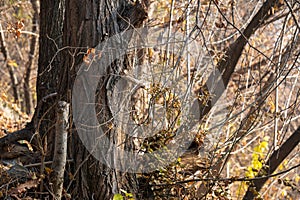 A tree with a lot of leaves and branches