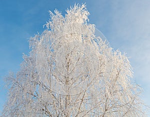 A tree with a lot of snow on it is in front of a blue sky