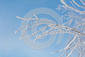 A tree with a lot of snow on it is in front of a blue sky