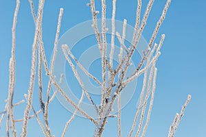 A tree with a lot of snow on it is in front of a blue sky