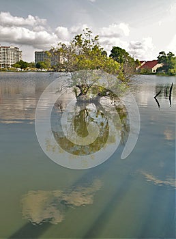 Tree in Louis Lake at Barefoot Landing