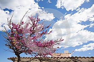 Tree of Love (Cercis siliquastrum) in bloom, judas tree, pink blossom tree