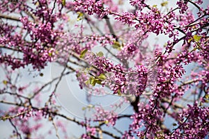 Tree of Love (Cercis siliquastrum) in bloom, judas tree, pink blossom tree