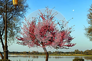 Tree of love Cercis siliquastrumin a pedestrian area with the marshes of the national park in the village of El RocÃÂ­o, photo